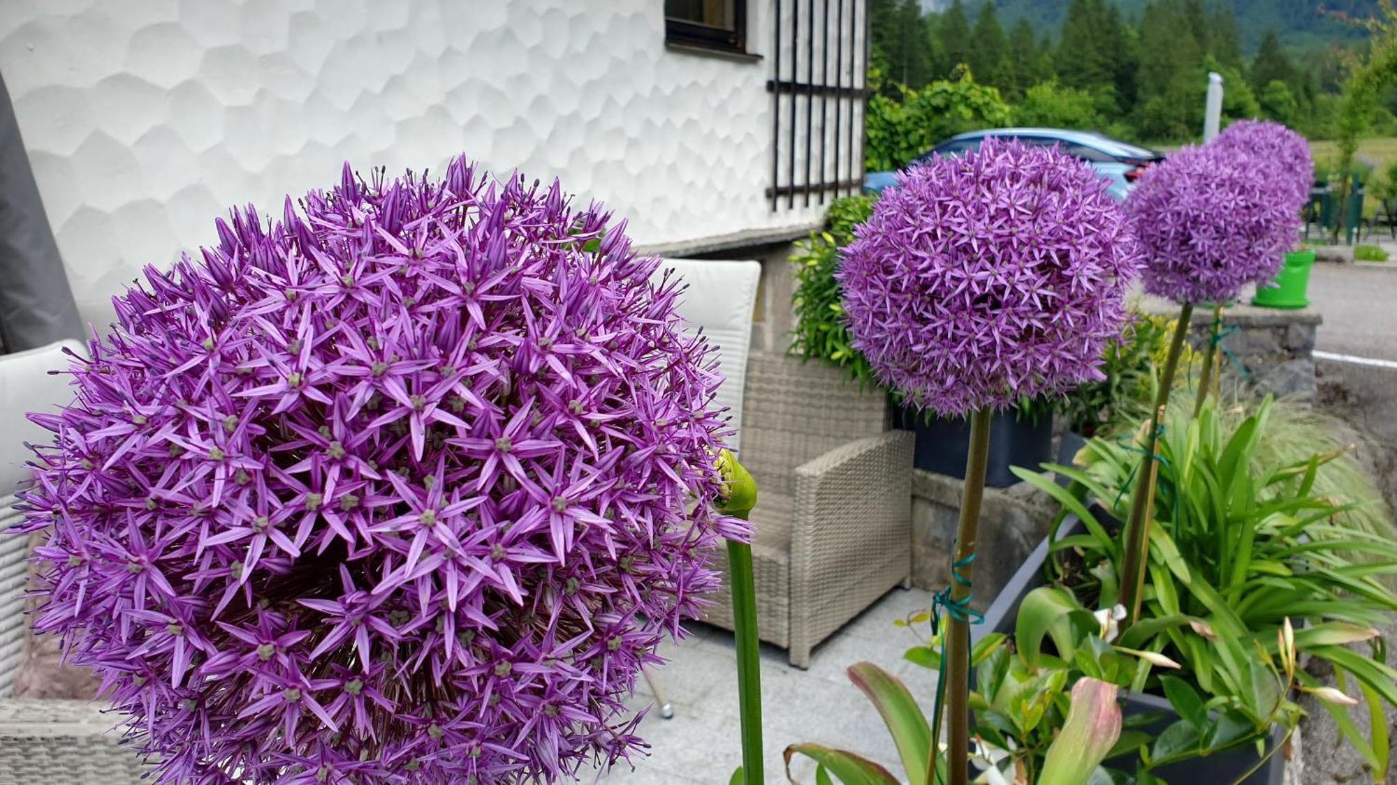 Ferienwohnung Haus Alpenblick Obertraun Exterior foto